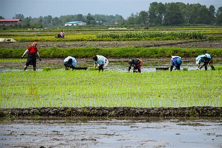 ۱۰ درصد از شالیزارهای مازندران بیمه هستند ۱۰ درصد از شالیزارهای مازندران بیمه هستند