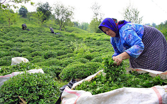 ۱۰ درصد برگ سبز چای کشور در مازندران تولید می شود