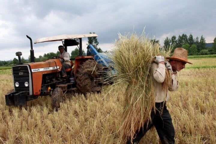 برای جبران هزینه کشاورزان، افزایش خرید تضمینی گندم ضروری است برای جبران هزینه کشاورزان، افزایش خرید تضمینی گندم ضروری است